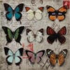 Butterfly Collage 3-D Wall Art