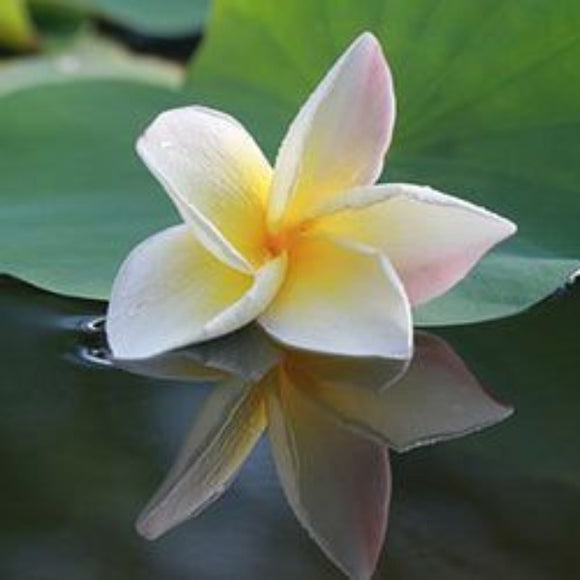 Men's Nag Champa Scented Pheromone Oil - AttractionOil.com