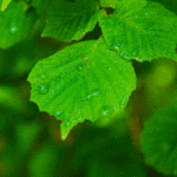 Men's Rain Forest Scented Pheromone Oil - AttractionOil.com