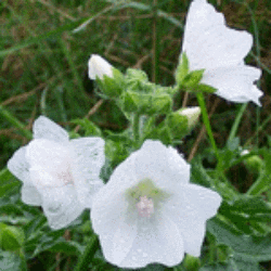 Men's White Musk Scented Pheromone Oil - AttractionOil.com