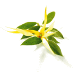 Men's Ylang Ylang Scented Pheromone Oil - AttractionOil.com