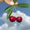 Women's Cherry Scented Pheromone Oil