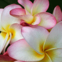 Women's Hawaiian Lei Scented Pheromone Oil - AttractionOil.com