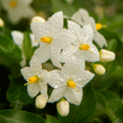 Women's Jasmine Scented Pheromone Oil - AttractionOil.com