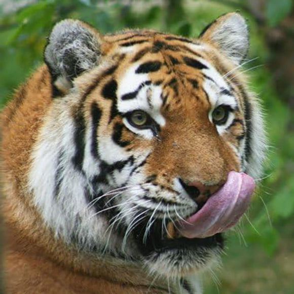 Women's Lick Me All Over Scented Pheromone Oil PheromoneOil.com / AttractionOil.com