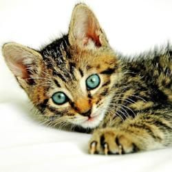 Women's Meow Scented Pheromone Oil - AttractionOil.com