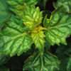 Women's Patchouli Scented Pheromone Oil