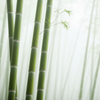 Men's Bamboo Scented Pheromone Oil