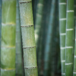 Women's Bamboo Scented Pheromone Oil